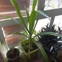 گل آپارتمانی