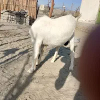 بز نر خوب|حیوانات مزرعه|کهیر, |دیوار