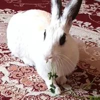 خرگوش