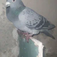 مسافتی نرو ماده|پرنده|اهر, |دیوار