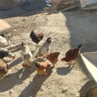 خروس|حیوانات مزرعه|کلیائی, |دیوار