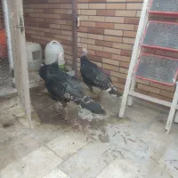 بوقلمون رسمی برنز اصلی