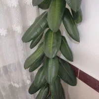 گل آپارتمانی
