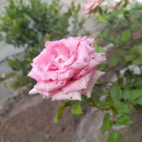 باغ و باغچه ۱۸۴ متری * دارای سند و آب و برق