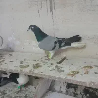 کفتر رنگی|پرنده|بومهن, |دیوار