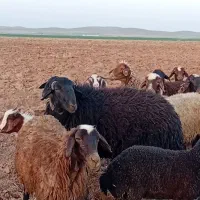یک عدد قوچه ۳ساله|حیوانات مزرعه|فرمهین, |دیوار
