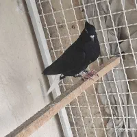 کفتر‌یاکبوتر‌دم سفید طوقی