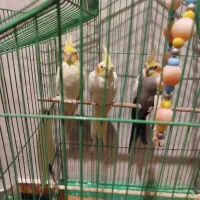 عروس هلندی نر و ماده