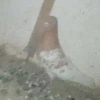 4عدد کبوتر