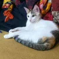 واگذاری. گربه.  ماده|گربه|گنبد کاووس, |دیوار