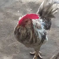 خروس گلین