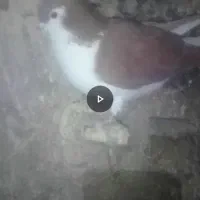 کبوتر کلاغ دم سرخ نر قلدر با ساده سبزکاکلی فروشی