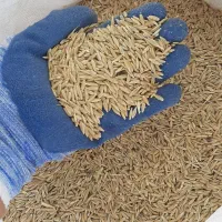 جو دیم درجه 1 بذری تناژبالا فقط ۲تن مونده