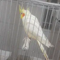 ۲ عدد عروس هلندی رام|پرنده|خزل, |دیوار