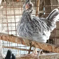 نیمچه مرغ و خروس گلین لری اصل