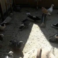 ۱۲کفتر مفتی|پرنده|شیراز, وزیرآباد|دیوار