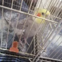 عروس هلندی نر