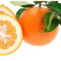 فروش نارنج خرید نارنج