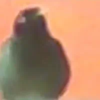 مرغ مینا گمشده