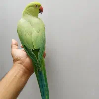 طوطی ملنگو
