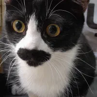 واگذاری به شرط عقیم سازی