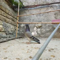 کفتر پرشی|پرنده|آق قلا, |دیوار