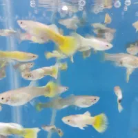 گوپی فایتر دم شمشیری مولی آنجل لجنخوار