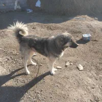 واگذاری‌سگ‌