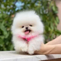 توله سگ پامر . پامرانین خرسی سفید ۳ ماه