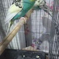 فروش عروس هلندی|پرنده|سهند, |دیوار