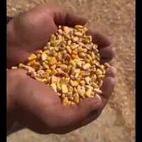 فروش ذرت دامی درجه یک برزیل ۴۰۰تن موجود