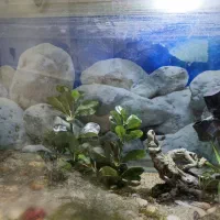 آکواریوم ماهی|ماهی|لامرد, |دیوار