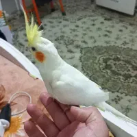 عروس هلندی دستی سخنگو لوتینو نر ماده|پرنده|مشهد, انقلاب|دیوار