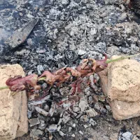 پروتئین  طعبیی