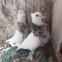 طوقی کرمانشاهی