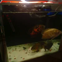 اکواریوم ماهی