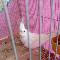 عروس هلندی البینو نر