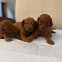 پودل|سگ|بندرعباس, |دیوار