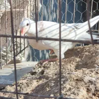 جوجه سار کاکلی|پرنده|تربتحیدریه, آغوی|دیوار