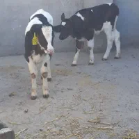 گوساله نر وماده|حیوانات مزرعه|تربت جام, میان جام|دیوار