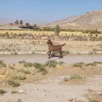کره مادیون شجره دار|اسب و تجهیزات اسب‌سواری|شیراز, شاهچراغ|دیوار