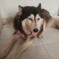 هاسکی  نر بالغ باهوش با ادب بی سر صدا