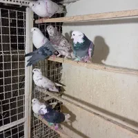 کبوتر|پرنده|تهران, شهرک رضویه|دیوار