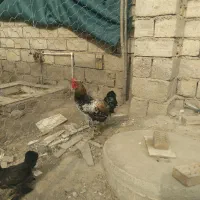 خروس بالغ|حیوانات مزرعه|گنبد کاووس, |دیوار