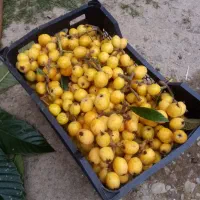 ازگیل ژاپنی درجه یک