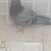 لوستر کفتر سبز