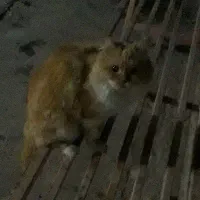 گربه پرشین سفید و نارنجی( پایین ترین قیمت)|گربه|کرمانشاه, |دیوار