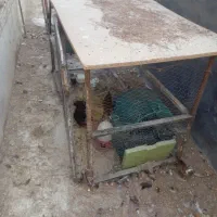 6تامرغ تخمگذار  و 4تاجوجه|حیوانات مزرعه|رودهن, |دیوار