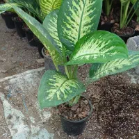 دیفن باخیا|گل و گیاه طبیعی|شلمان, |دیوار