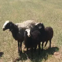 مجــمـموعه گوسفند شال sarioe  بره
